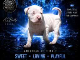 American bully štenci – vrhunski kvalitet 