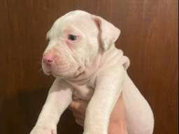 American bully &scaron;tenci &ndash; vrhunski kvalitet 