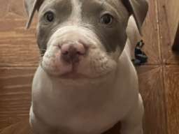 American bully &scaron;tenci &ndash; vrhunski kvalitet 