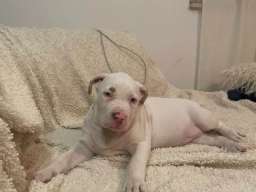 American bully &scaron;tenci &ndash; vrhunski kvalitet 