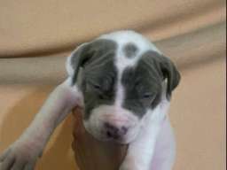 American bully &scaron;tenci &ndash; vrhunski kvalitet 