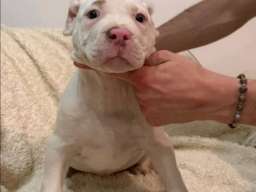 American bully &scaron;tenci &ndash; vrhunski kvalitet 