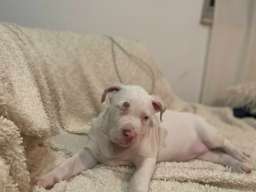 American bully &scaron;tenci &ndash; vrhunski kvalitet 
