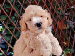 Dostupni za preuzimanje MALTIPOO prelepi 