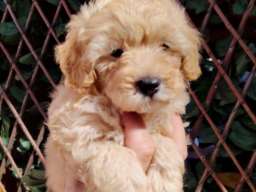 Dostupni za preuzimanje MALTIPOO prelepi 