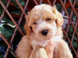 Dostupni za preuzimanje MALTIPOO prelepi 