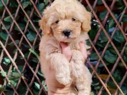 Dostupni za preuzimanje MALTIPOO prelepi 