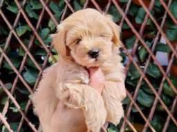 Dostupni za preuzimanje MALTIPOO prelepi 