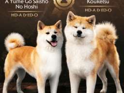 Akita Inu prelepi štenci