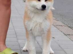 Akita Inu prelepi &scaron;tenci