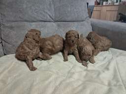 Crvena toj pudla ( Toy Poodle )