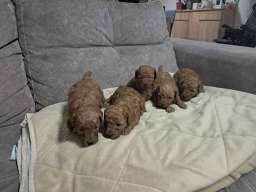 Crvena toj pudla ( Toy Poodle )