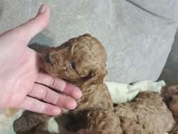 Crvena toj pudla ( Toy Poodle )