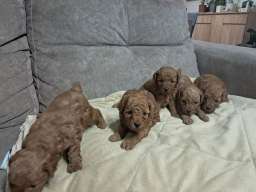Crvena toj pudla ( Toy Poodle )