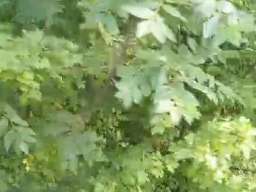 Plac u Sibnici, Op&scaron;tina Sopot, gradjevinska zona