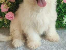 Maltezer prelepi &scaron;tenci