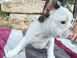 Merle francuski buldog &scaron;tenci
