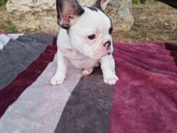 Merle francuski buldog &scaron;tenci