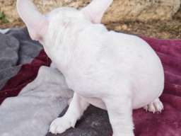 Merle francuski buldog &scaron;tenci