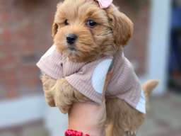Maltipoo nove bebe 