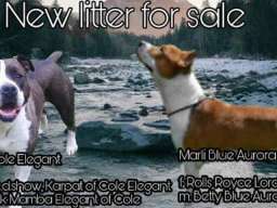 AMERICKI STAFORDSKI TERIJER stenci vrh. 