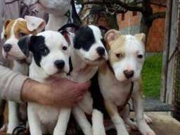 AMERICKI STAFORDSKI TERIJER stenci vrh. 