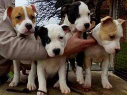 AMERICKI STAFORDSKI TERIJER stenci vrh. 