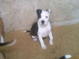 AMERICKI STAFORDSKI TERIJER stenci vrh. 