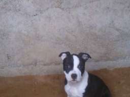 AMERICKI STAFORDSKI TERIJER stenci vrh. 