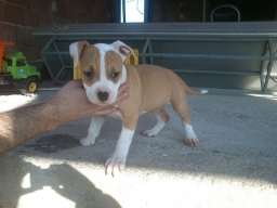 AMERICKI STAFORDSKI TERIJER stenci vrh. 