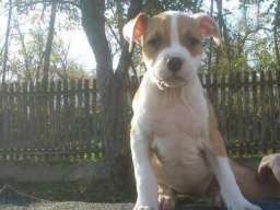 AMERICKI STAFORDSKI TERIJER stenci vrh. 