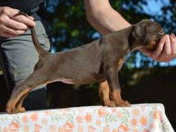 DOBERMAN stenci izlozbenog potencijala
