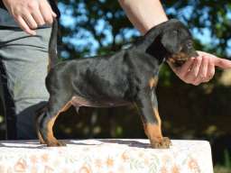 DOBERMAN stenci izlozbenog potencijala