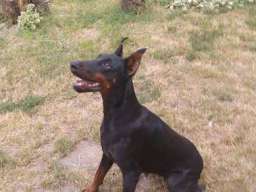 DOBERMAN stenci izlozbenog potencijala