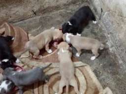 Stenci američkog stafordskog terijera