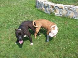 Stenci američkog stafordskog terijera