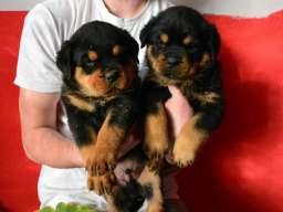 ROTTWEILER stenci vrhunskih samp. linija