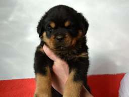 ROTTWEILER stenci vrhunskih samp. linija