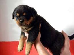 ROTTWEILER stenci vrhunskih samp. linija