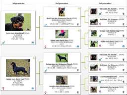 ROTTWEILER stenci vrhunskih samp. linija