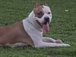 Zenka Americkog stafordskog terijera sam