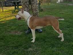 Zenka Americkog stafordskog terijera sam