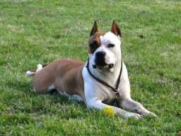 Zenka Americkog stafordskog terijera sam