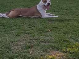 Zenka Americkog stafordskog terijera sam