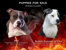 Plavi stenci Americkog stafordskog terij