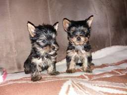 Jorksirski terijer stenci