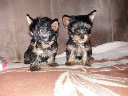 Jorksirski terijer stenci