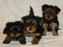 JORKSIRSKI TERIEJER - JORKI stenci