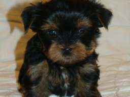 JORKSIRSKI TERIEJER - JORKI stenci