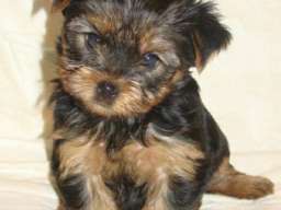 JORKSIRSKI TERIEJER - JORKI stenci